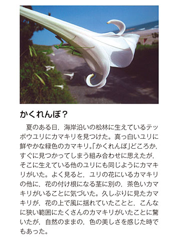 作品名［かくれんぼ？］の説明画像