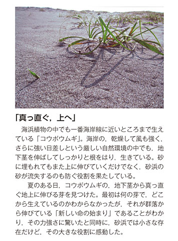 作品名［真っ直ぐ，上へ］の説明画像