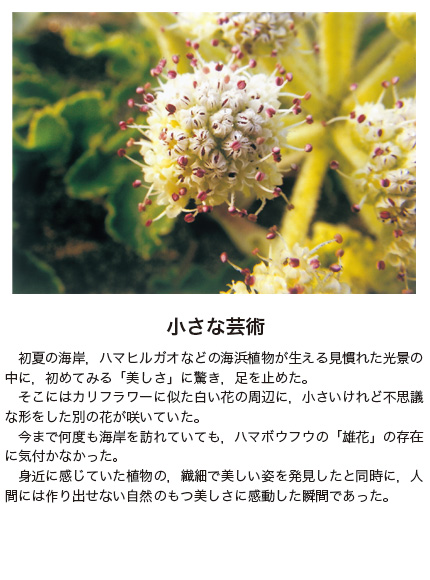 作品名［小さな芸術］の説明画像