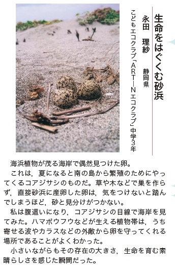 作品名［生命をはぐくむ砂浜］の説明画像