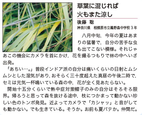 作品名［草葉に混じれば 火もまた涼し］の説明画像