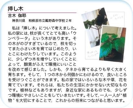 作品名［挿し木］の説明画像