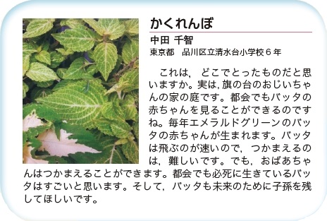 作品名［かくれんぼ］の説明画像