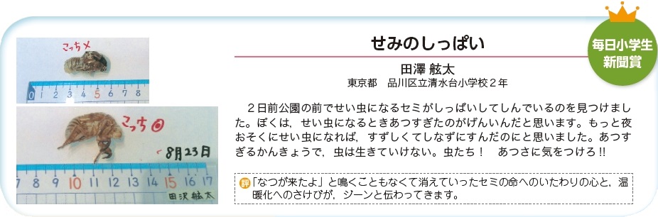 作品名［せみのしっぱい］の説明画像