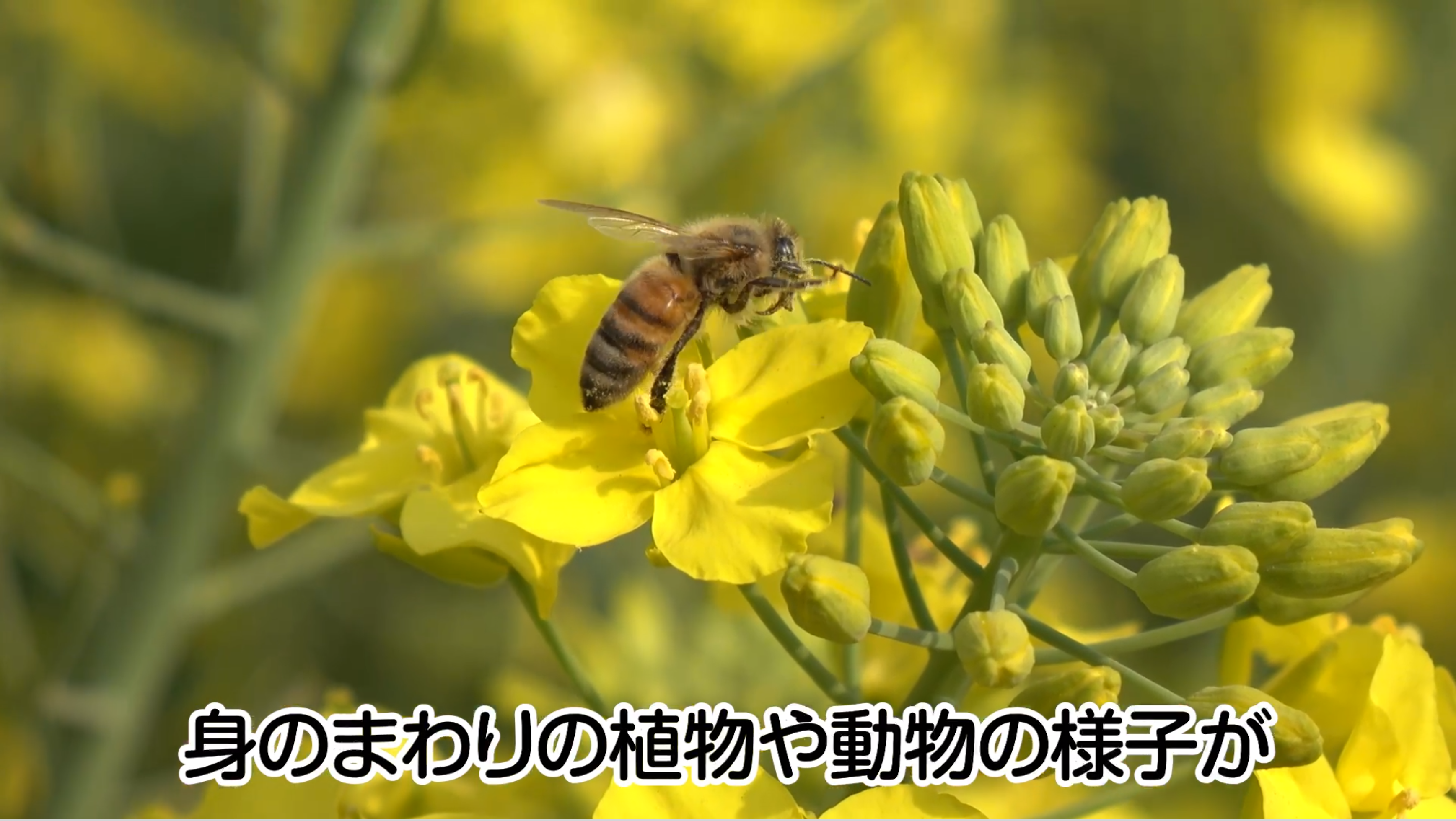 令和6年度版 小学理科 デジタル教科書・教材のご紹介 - 令和6