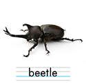 カブトムシ