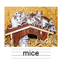 ネズミ