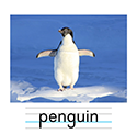 ペンギン