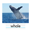 クジラ